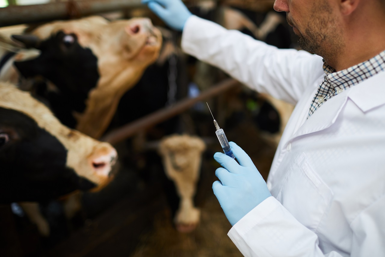 лечение коров антибиотиками