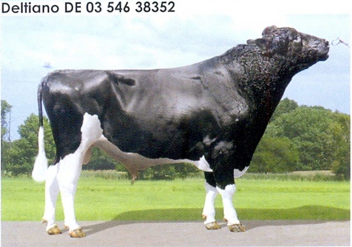 Семя быка Делтиано-М Германия