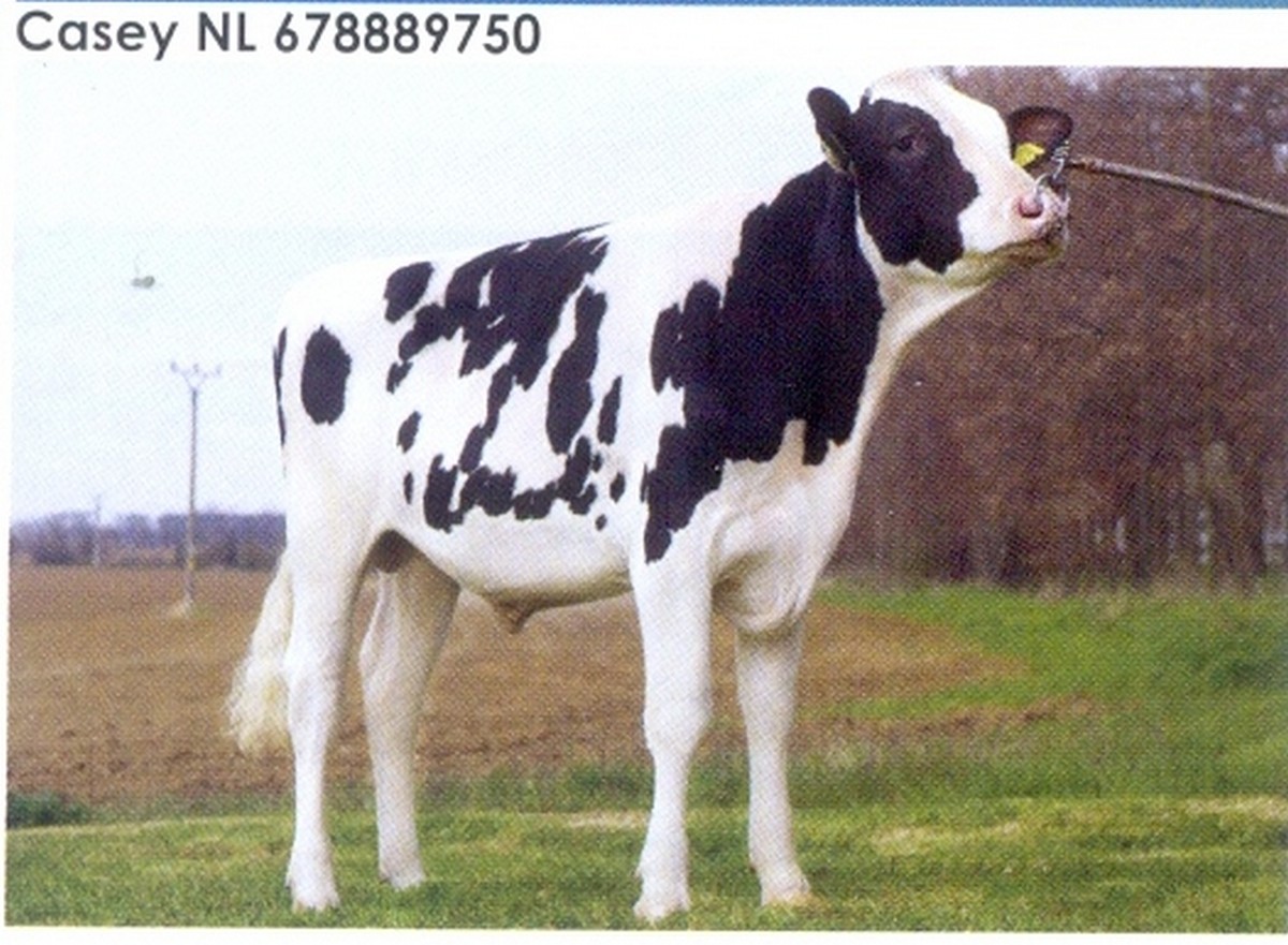 Семя быка Кейси Нидерланды