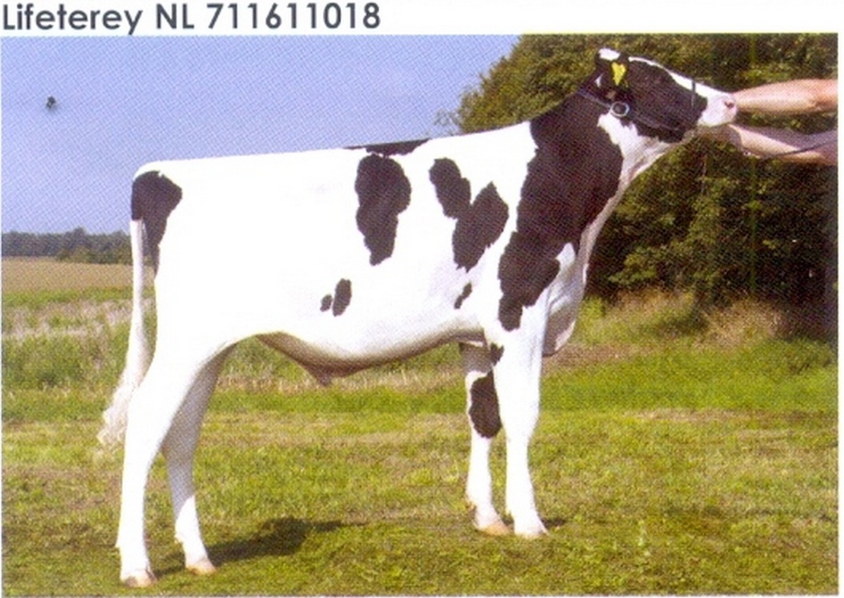 Семя быка Лайфтери Нидерланды