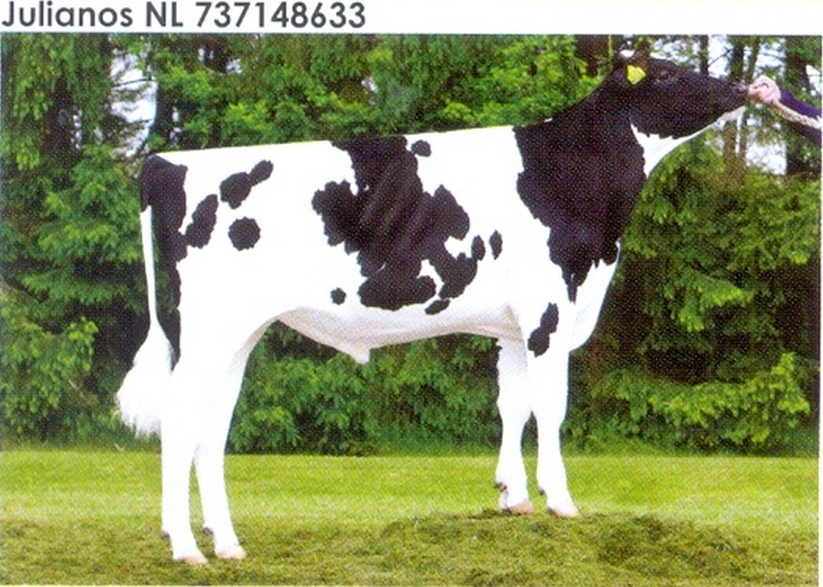 Семя быка Юлианос-М Нидерланды
