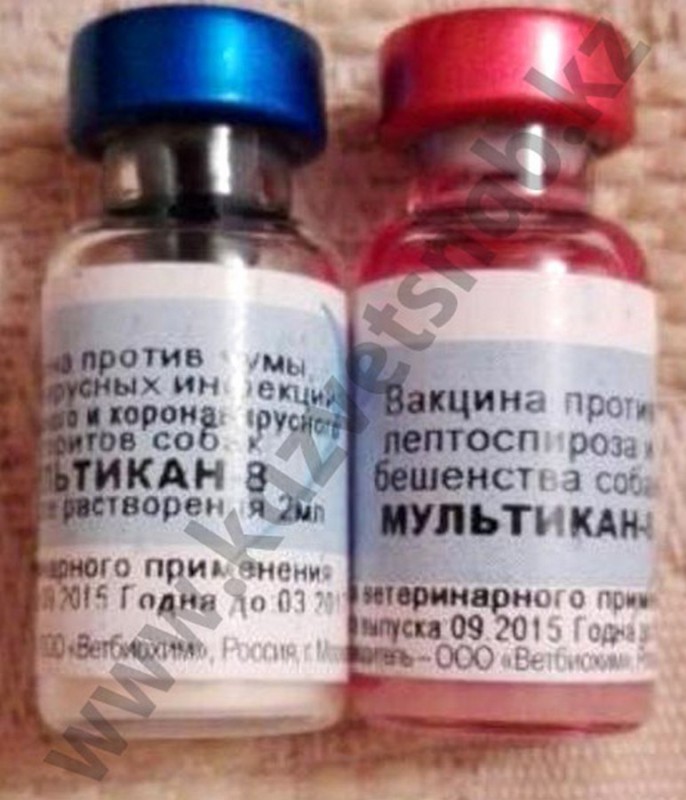Вакцина мультикан для собак инструкция по применению. Мультикан-8, вакцина для собак. Мультикан-4 для собак. Вакцина мультикан 4. Мультикан-6 вакцина для собак.