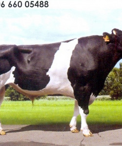 Семя быка Лоран-М Германия